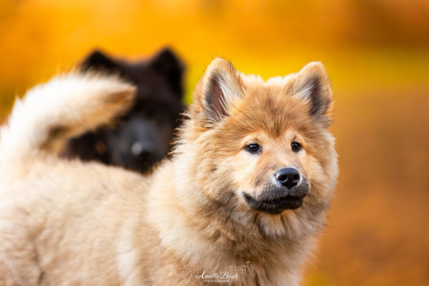 Aelya Tingy Des Pepites De La Vie