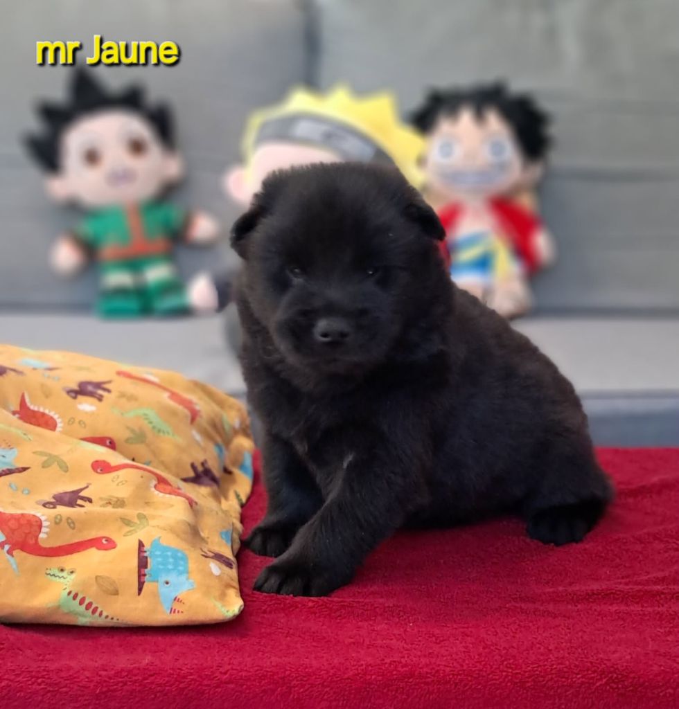 Des Pepites De La Vie - Chiots disponibles - Eurasier