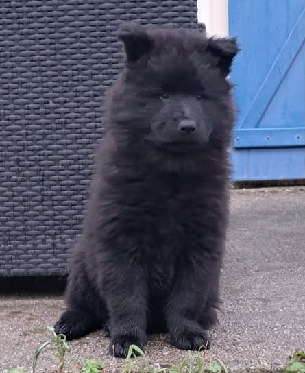 Des Pepites De La Vie - Chiots disponibles - Eurasier