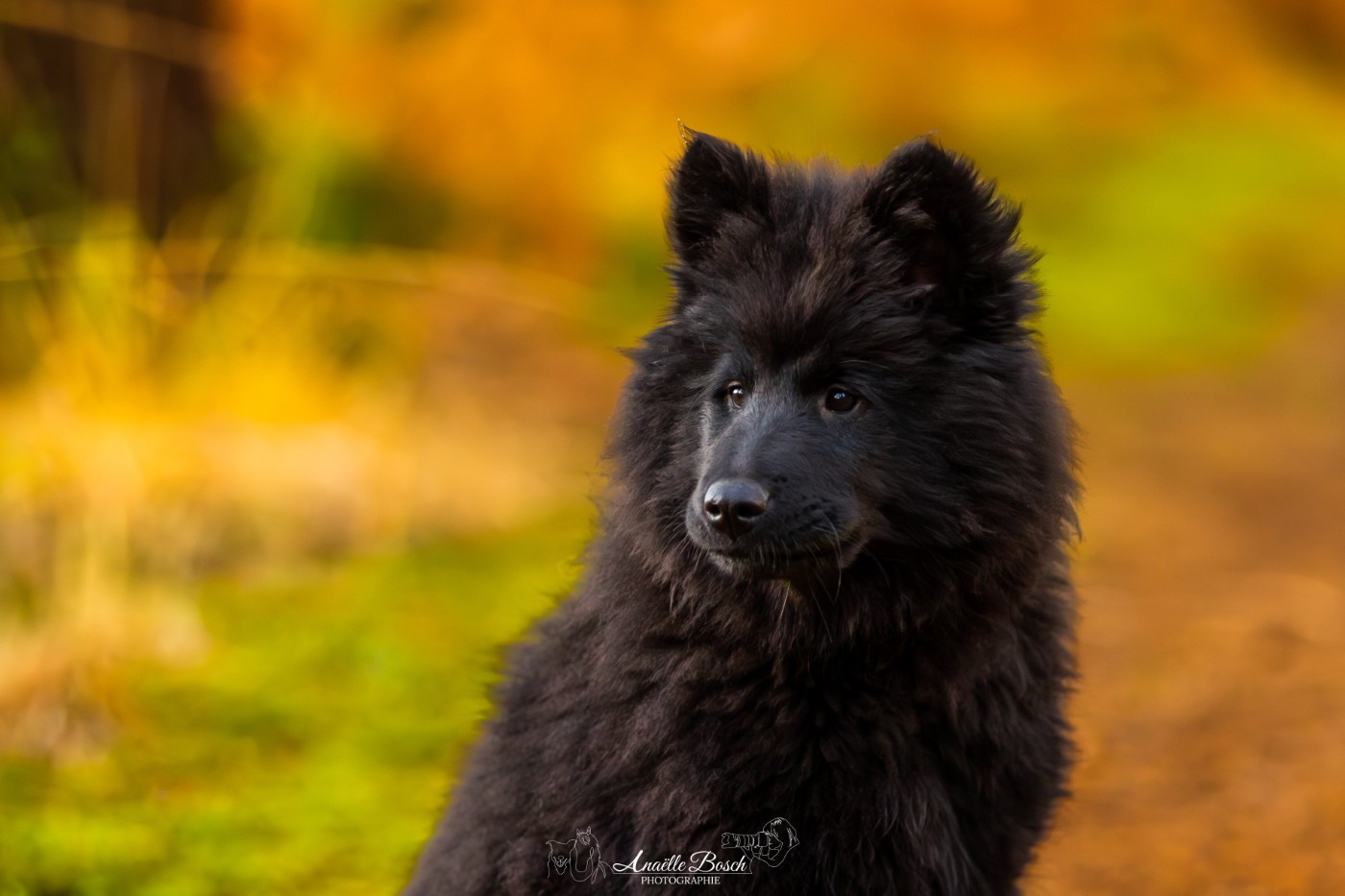 Des Pepites De La Vie - Chiots disponibles - Eurasier