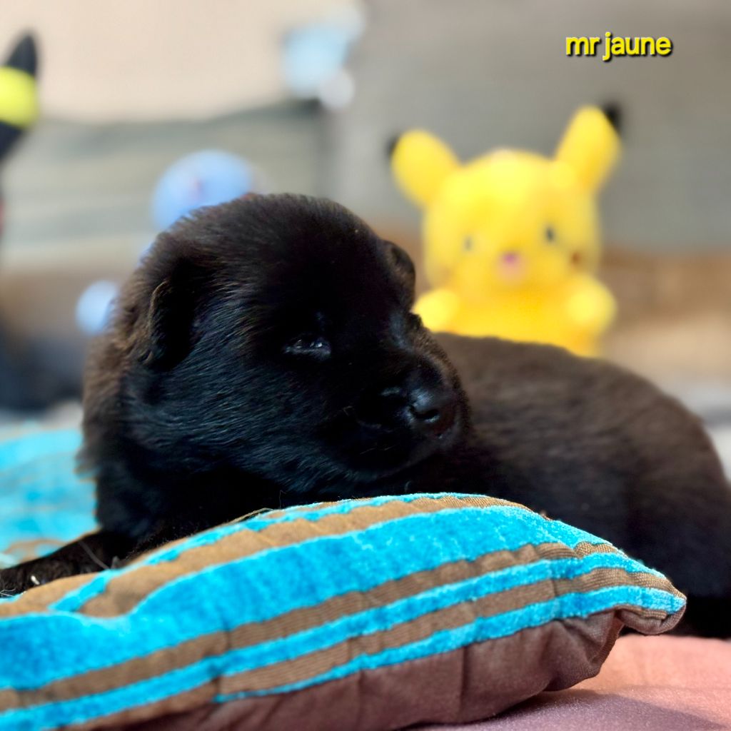 Des Pepites De La Vie - Chiots disponibles - Eurasier