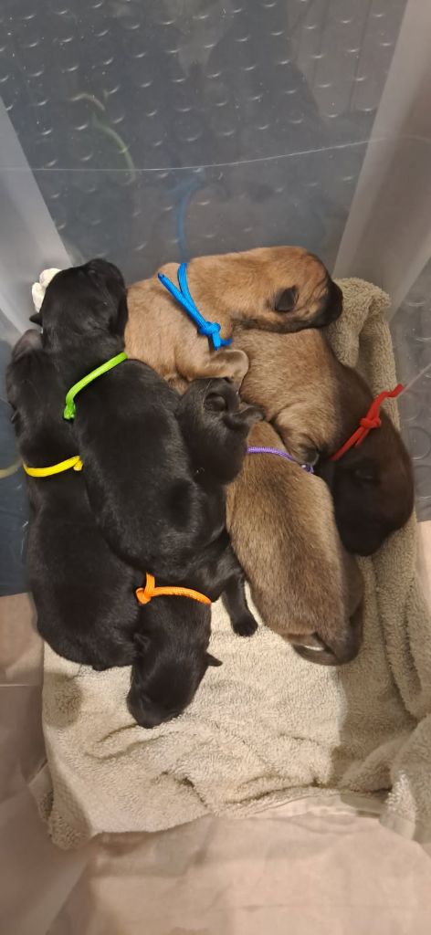 Des Pepites De La Vie - Chiots disponibles - Eurasier