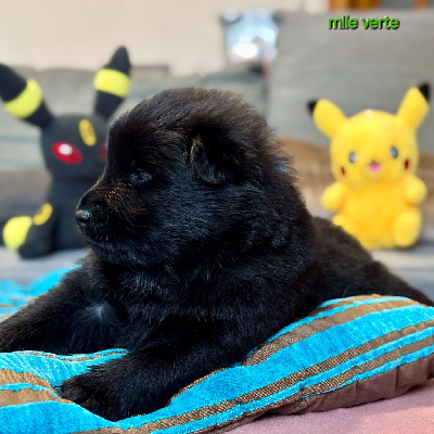 CHIOT collier vert