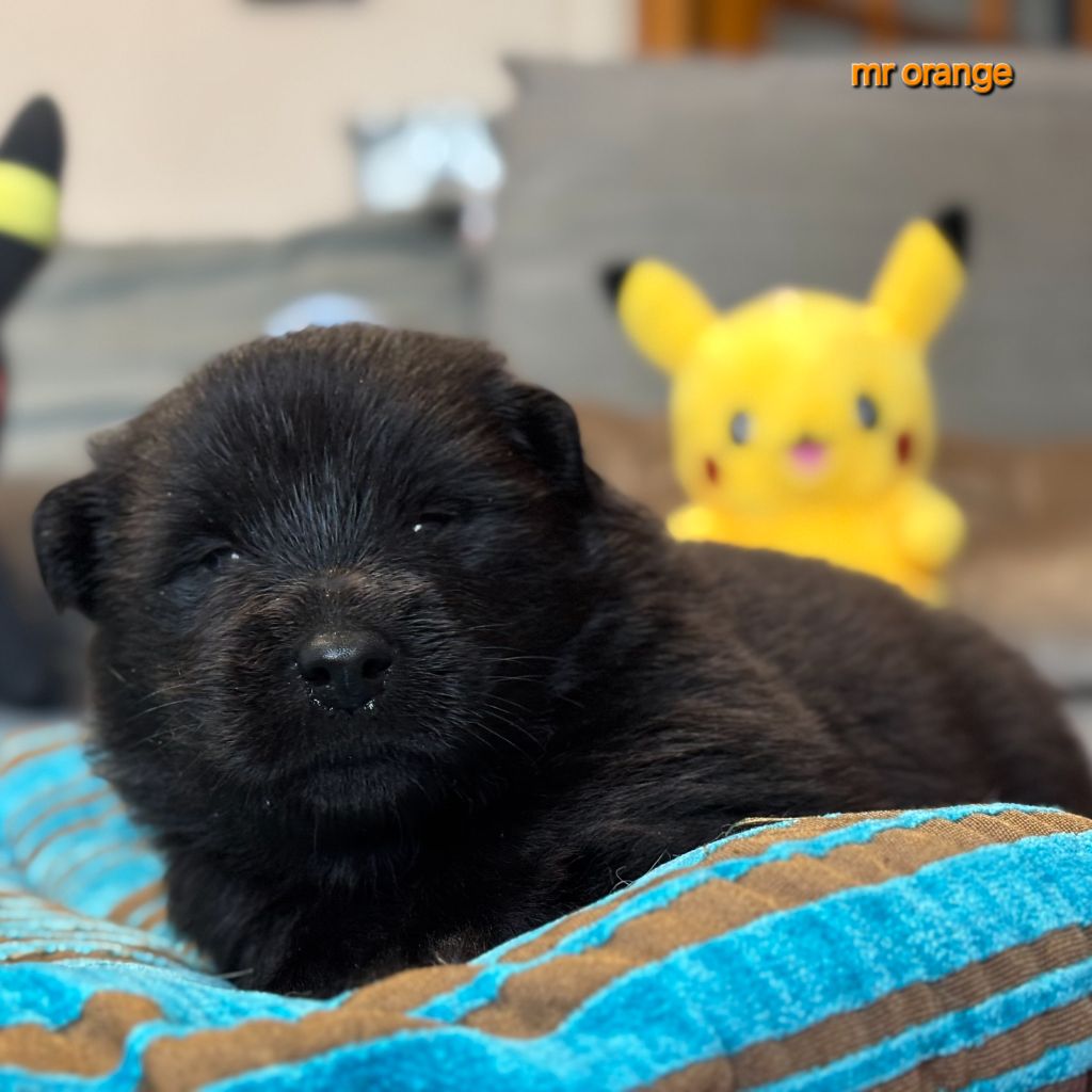 Des Pepites De La Vie - Chiots disponibles - Eurasier
